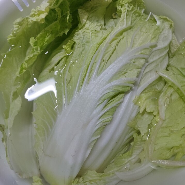 白菜の保存(日本の食品ロスを減らそう!)